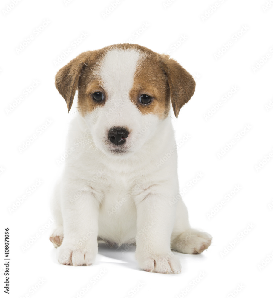 Jack Russell Terrier puppy isolated on white background