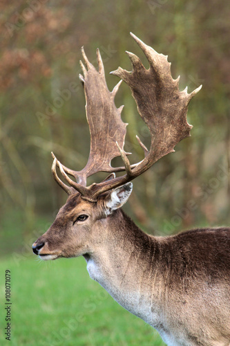 Fallow deer