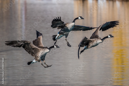 Canada Geese landing on pond