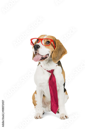 cute beagle dog isolated on white background © vivienstock