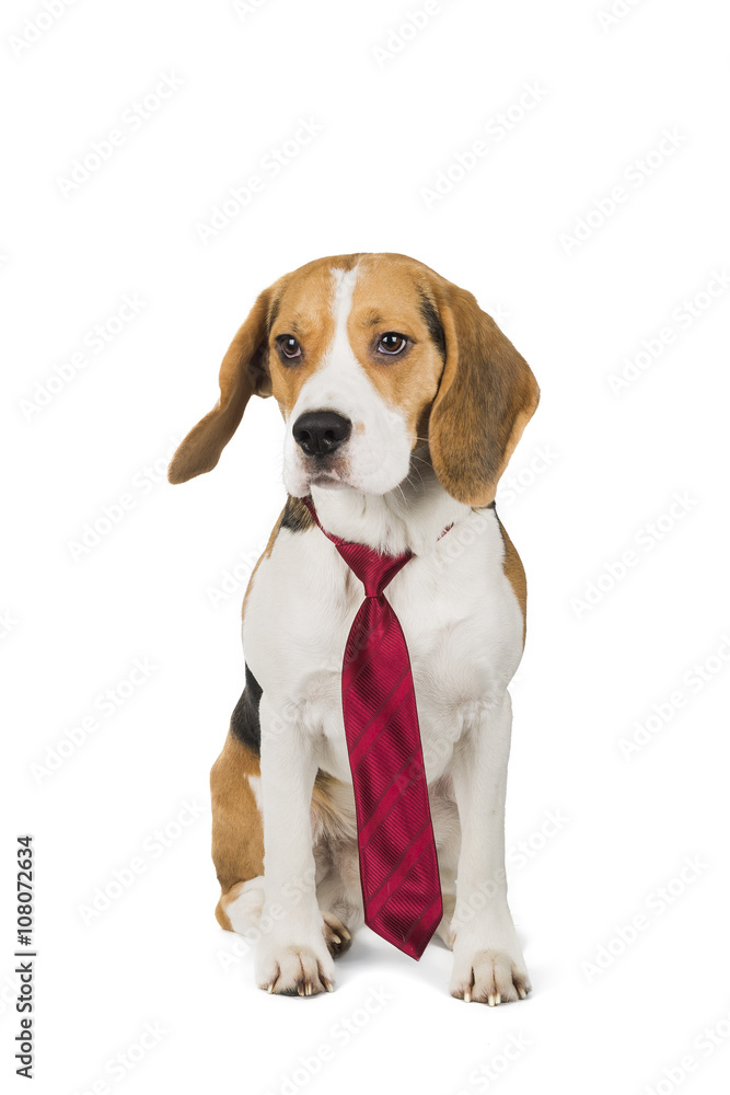 cute beagle dog isolated on white background