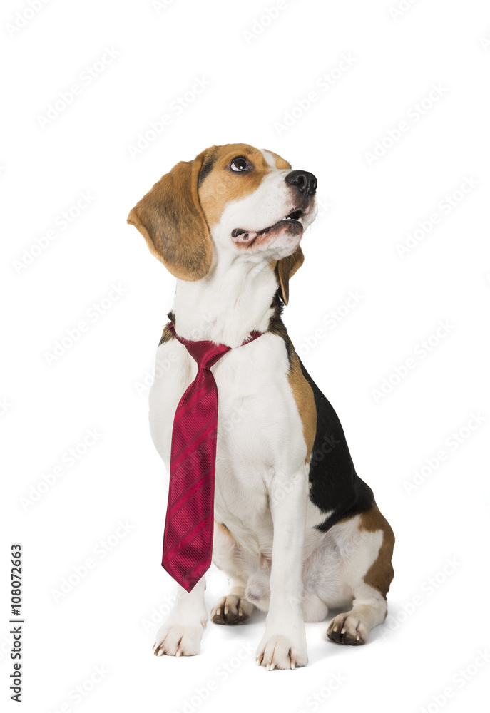 cute beagle dog isolated on white background