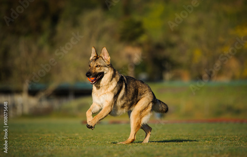 German Shepherd with orange ball running through grass field