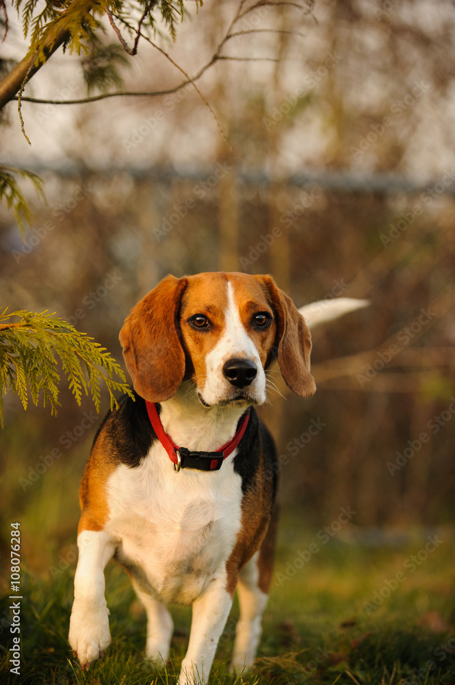 Beagle alert at a fenced in dog park