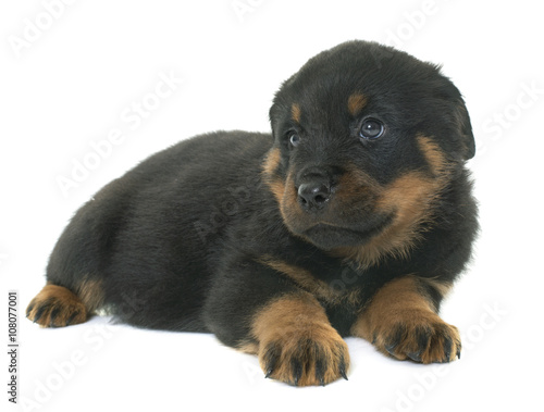 puppy rottweiler