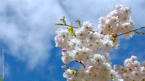 Branch of cherry blossoms swaying in the wind. Sakura flower in springtime. Beautiful pink flowers of cherry blossom. Blooming sakura tree on sky background. 4K, 3840*2160, high bit rate, UHD