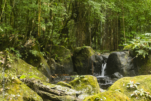 small waterfall in jungle