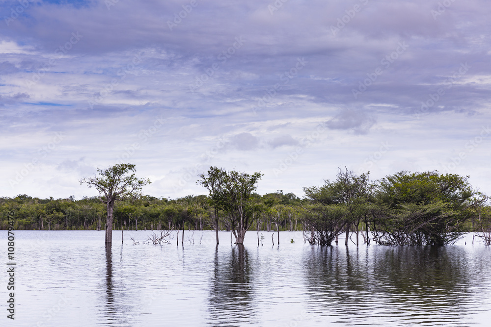 trees in water trees in water