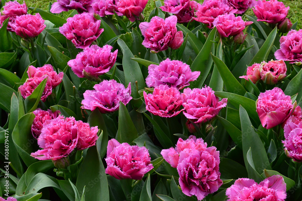 Matchpoint tulipa Matchpoint tulipa
