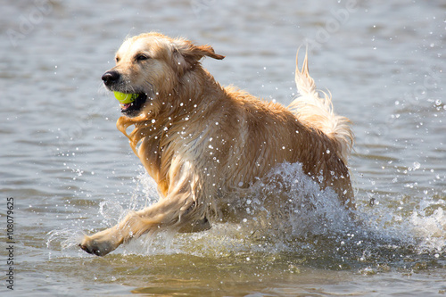 Hund tobt mit Ball im Meer