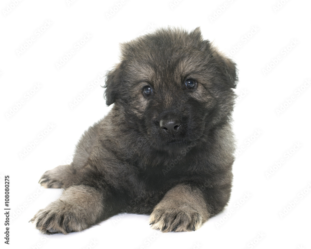 Fototapeta premium ancient type german shepherd