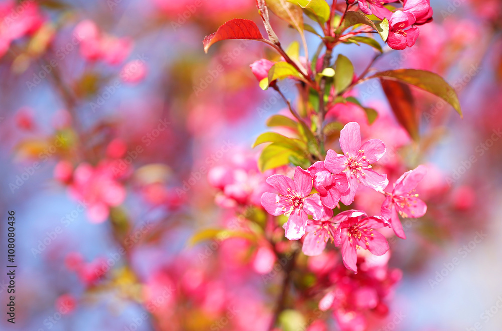Spring Blossom. Beautiful Pink Flowers in Springtime