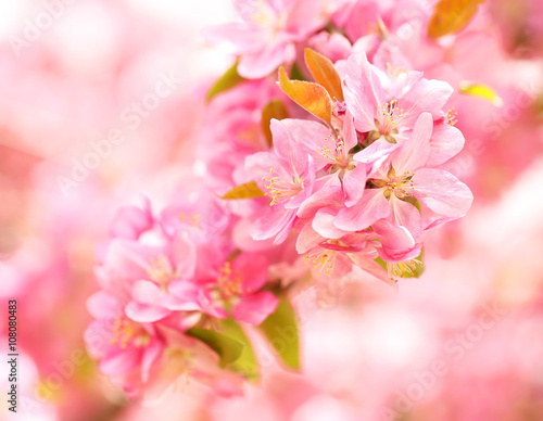 Spring Blossom. Beautiful Pink Flowers in Springtime