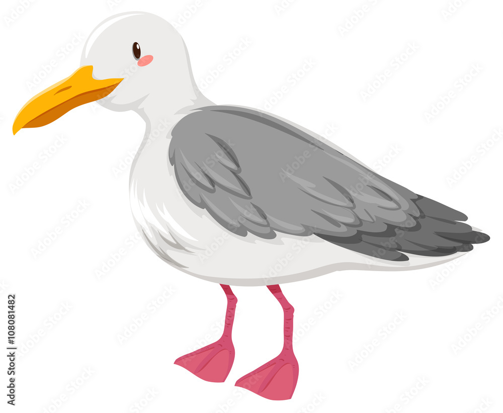 Fototapeta premium Seagull with gray and white feather