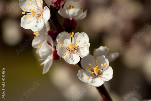 Spring blooming apricot flowers