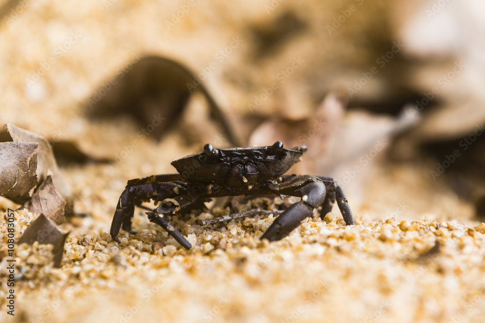 Fototapeta premium crab in sand