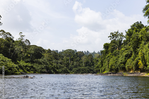 trees along river