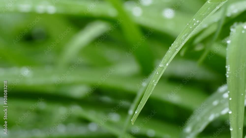 Water droplets falling from leaves, UHD Water droplets falling from leaves, UHD