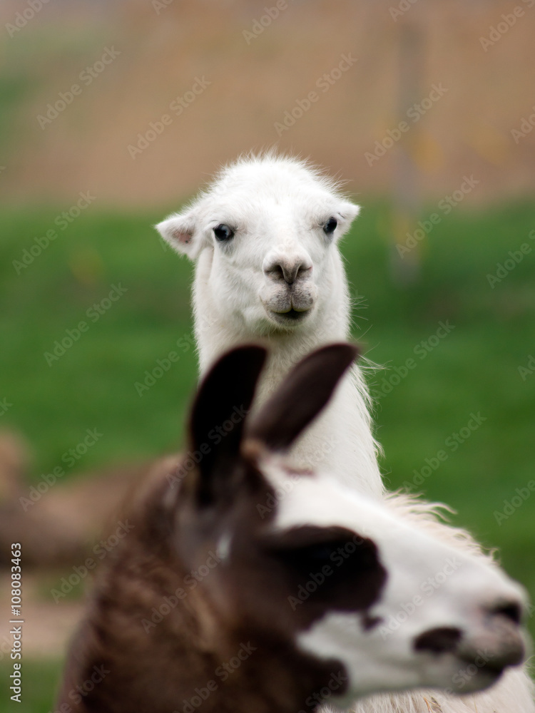 Llama (Lama glama) Llama (Lama glama)