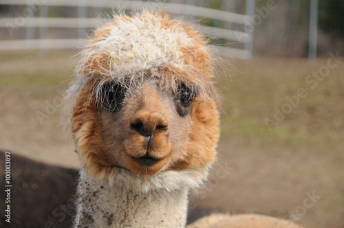 Alpaca is a domesticated species of South American camelid. It resembles a small llama in appearance.Alpacas are kept in herds that graze on the level heights of the Andes of southern Peru 