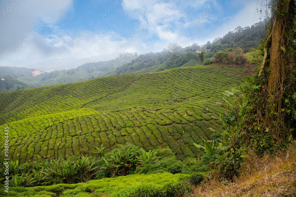 Tea plantation in of Cameron Highlands in Malaysia Tea plantation in of Cameron Highlands in Malaysia
