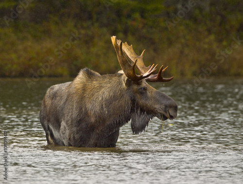 Wading For Breakfast - A bull moose wades out into a pond and eats the vegetation from the bottom of the pond. Sandy Stream Pond, Baxter State Park, Maine. photo