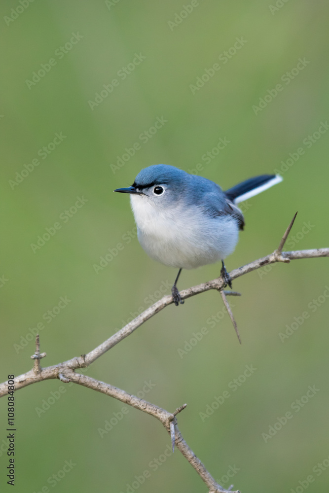 Fototapeta premium Blue-gray Gnatcatcher