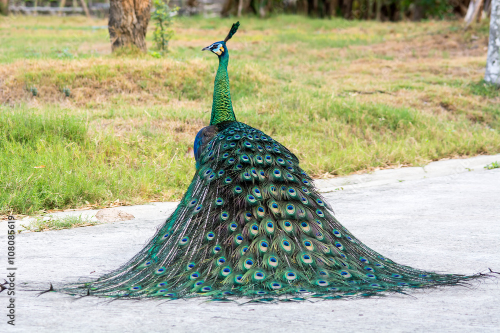 Fototapeta premium Peacock from behind with colourful tail in foreground