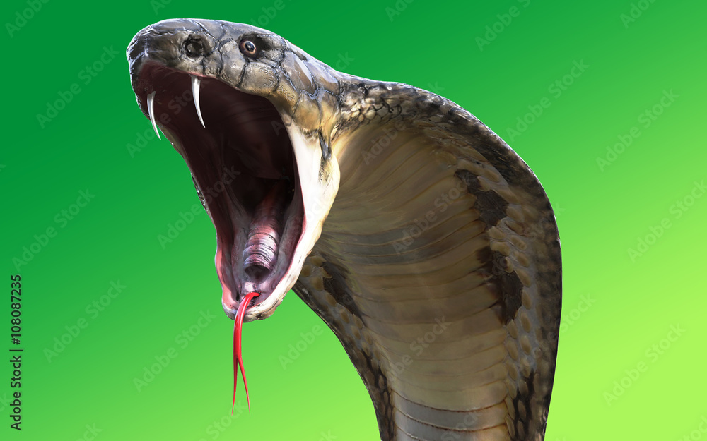 Naklejka premium Makro 3d ataku węża Kobra królewska samodzielnie na zielonym tle