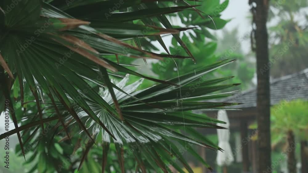 Palm at tropical downpour Palm at tropical downpour