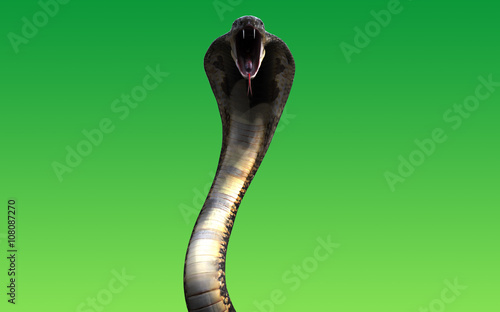 3d King cobra snake isolated on green background photo