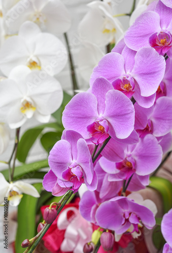 Beautiful orchids