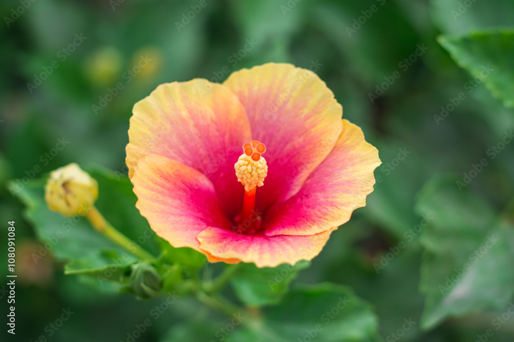 Naklejka premium Hibiscus flower.