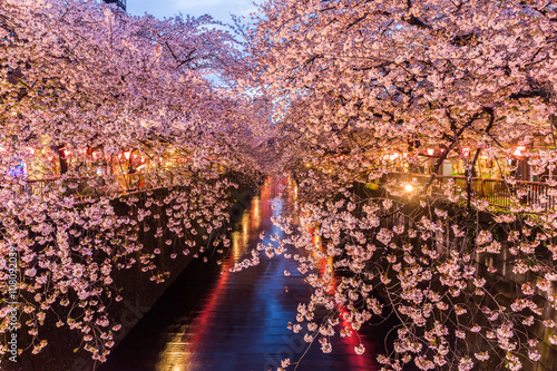 Cherry blossom or Sakura at Meguro Canal.