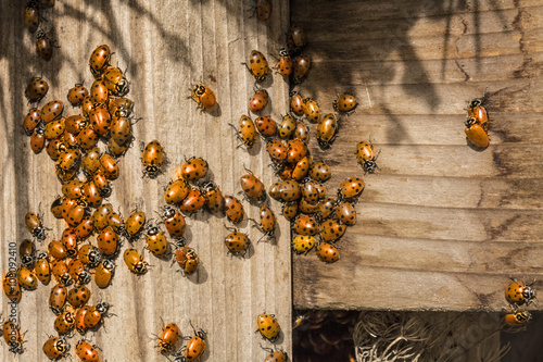 Ladybug Congregation