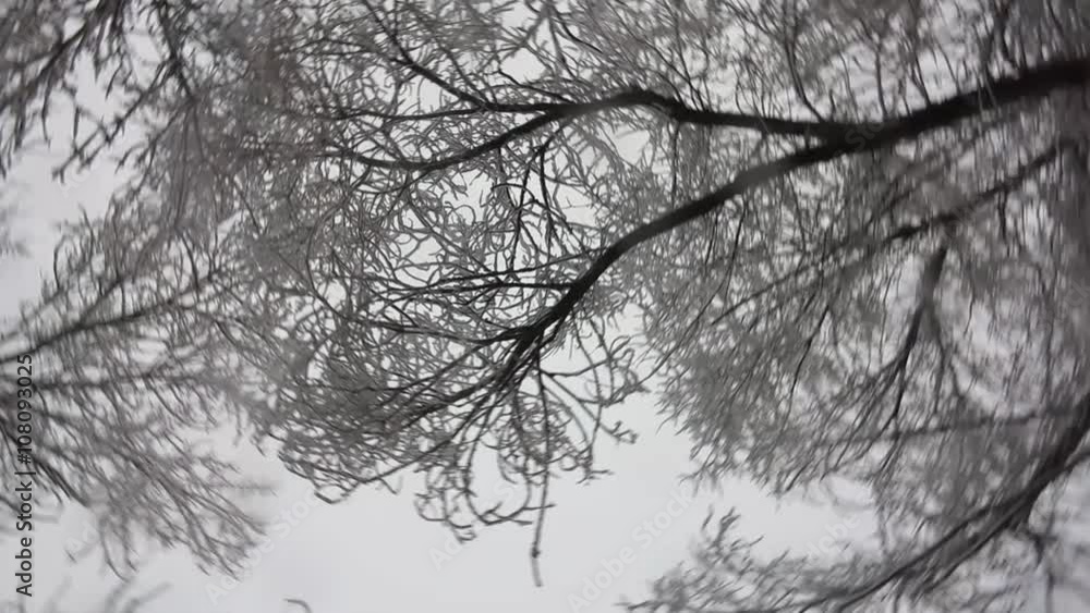 Trees in the park during a snowfall Trees in the park during a snowfall