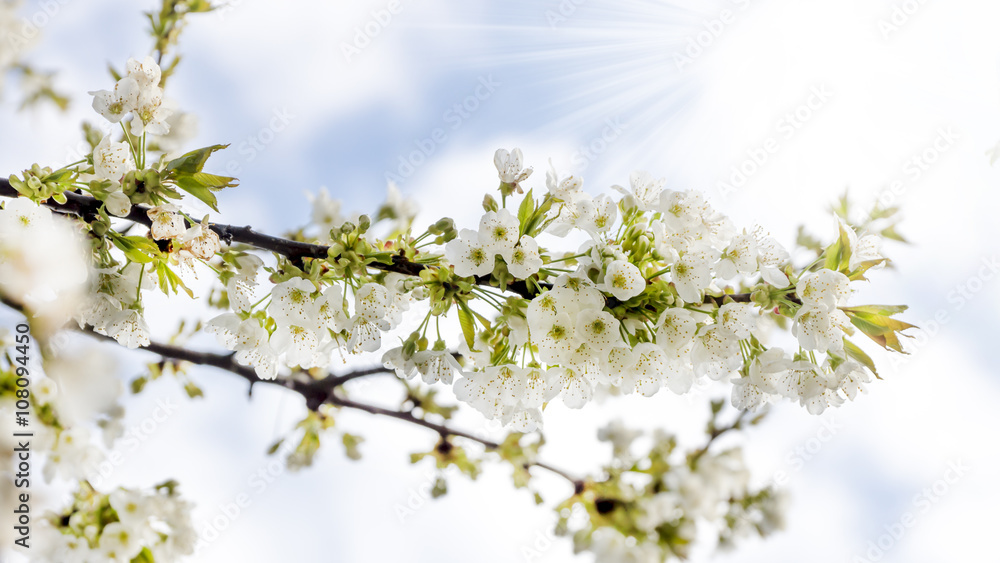 Kirschblüte im Sonnenschein Kirschblüte im Sonnenschein