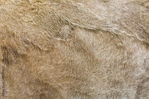 selective focus light brown cow fur for background