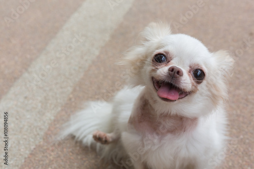 chihuahua small dog happy smile