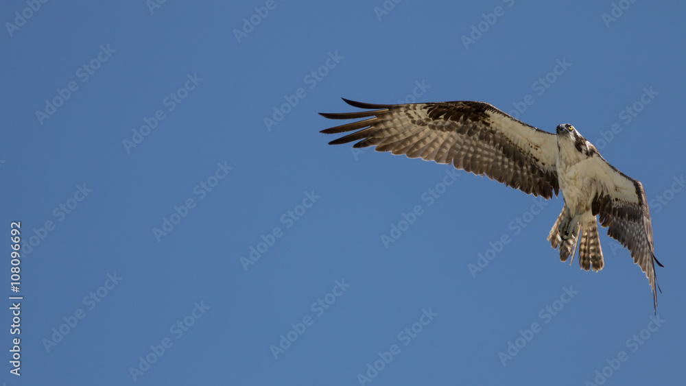 Obraz premium Osprey Flying, San Carlos Bay, Bunche Beach Preserve, Florida