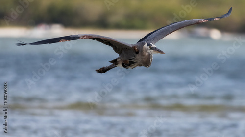 Grat Blue Heron Flying  San Carlos Bay  Bunche Beach Preserve  F