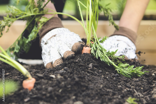 Close up of woman planting carrot in garden photo