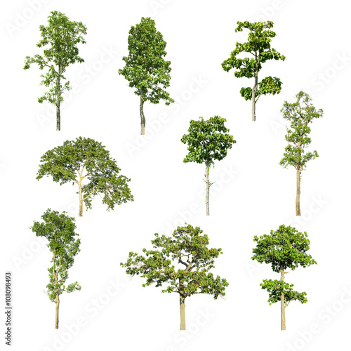 Tree image, Tree object, Tree JPG, Tree collection set isolated
