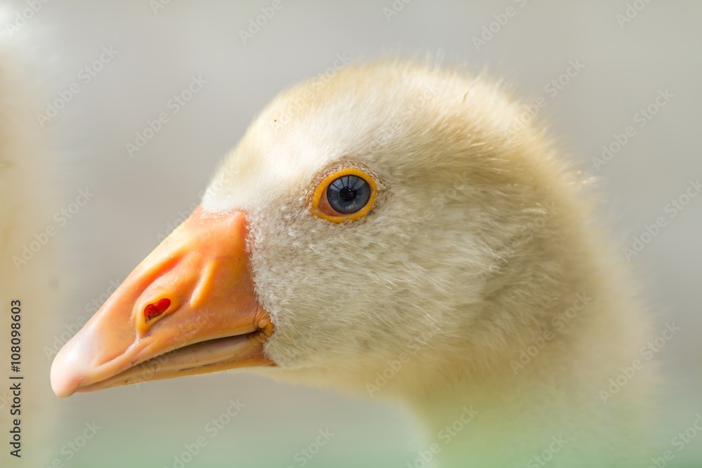 junge Hausgans / young domestic goose junge Hausgans / young domestic goose