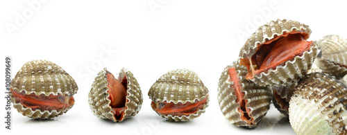 Blood cockle isolated on white background