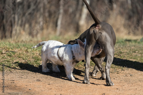 Fototapeta Naklejka Na Ścianę i Meble -  Dog sniffing crothes