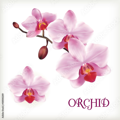 Orchid flowers set