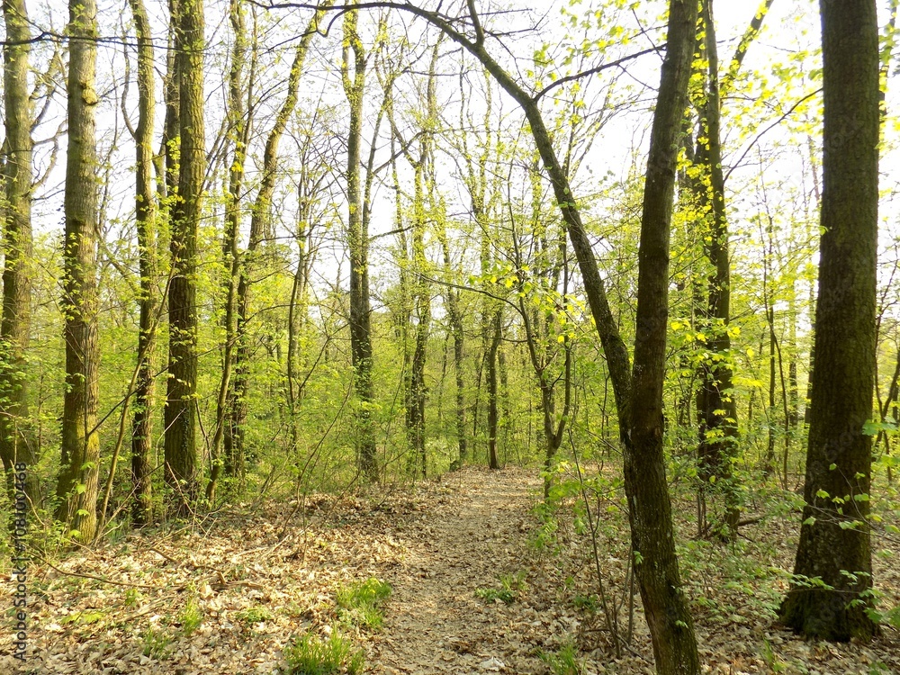 Obraz premium Deciduous forest