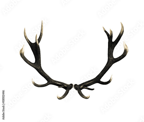 Hirschgeweih