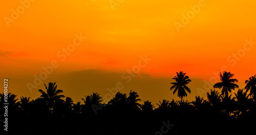 sky dawn coconut tree background